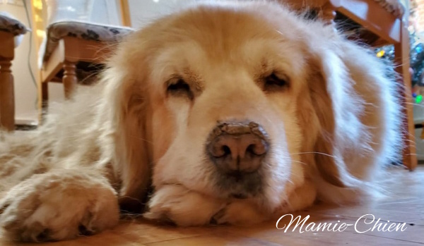 Mamie-Chien - une veille dame attachante
