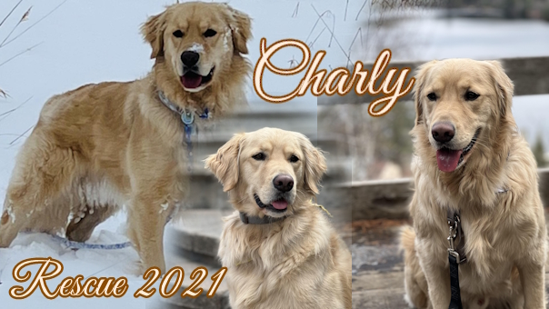 Charly adopté en 2001 !